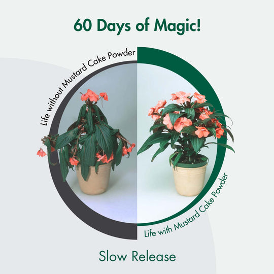 magic for plants